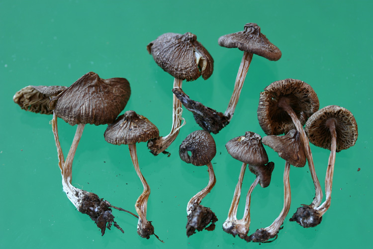 Inocybe fuscidula Velen. var. bispopigera Kuyper